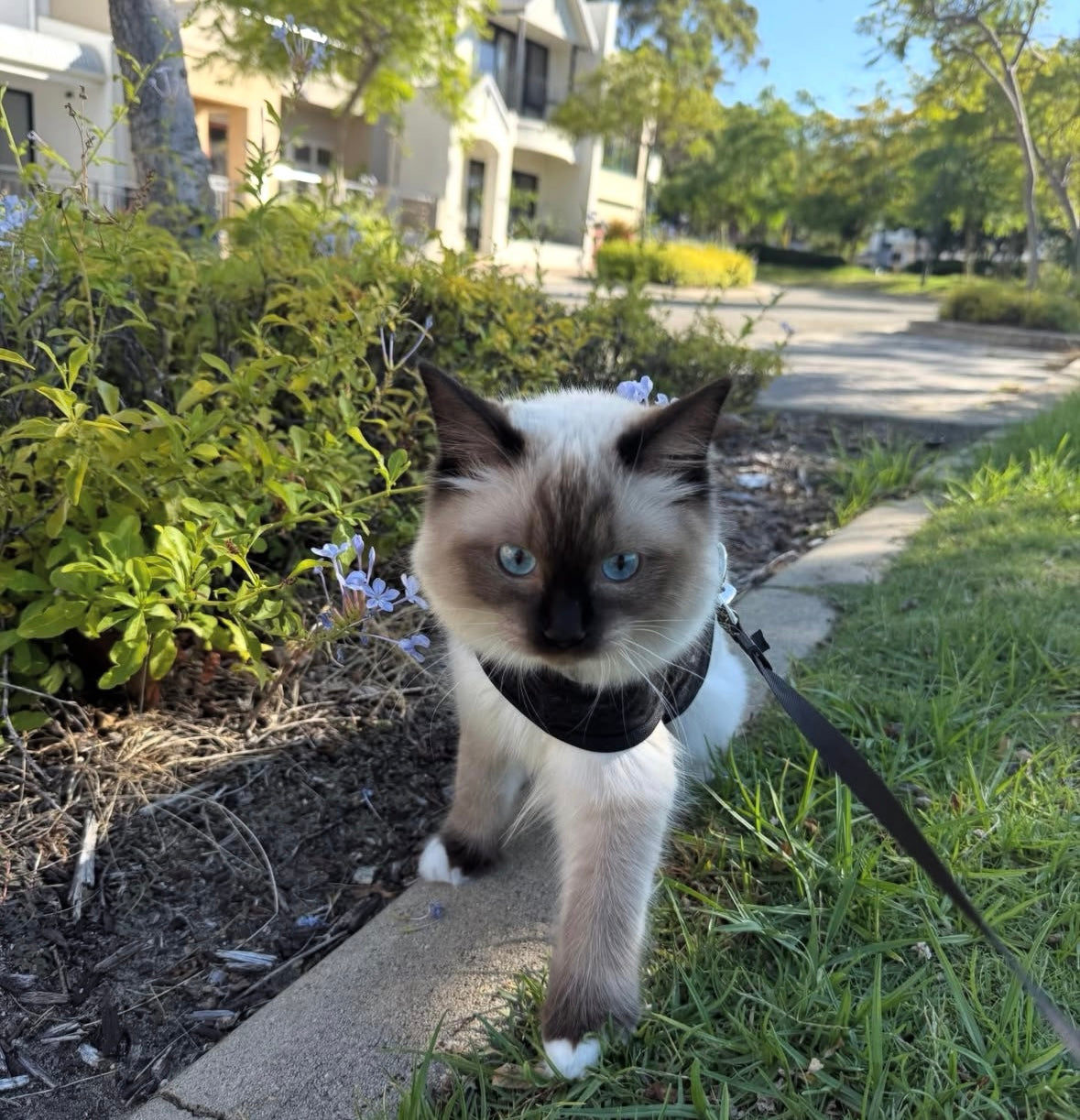 210 Onyx (O) Ragdoll female kitten