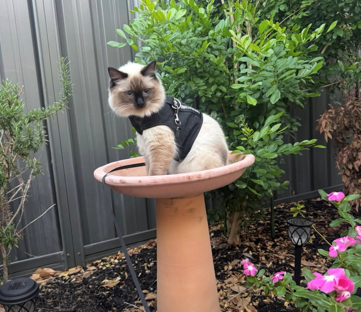 210 Onyx (O) Ragdoll female kitten