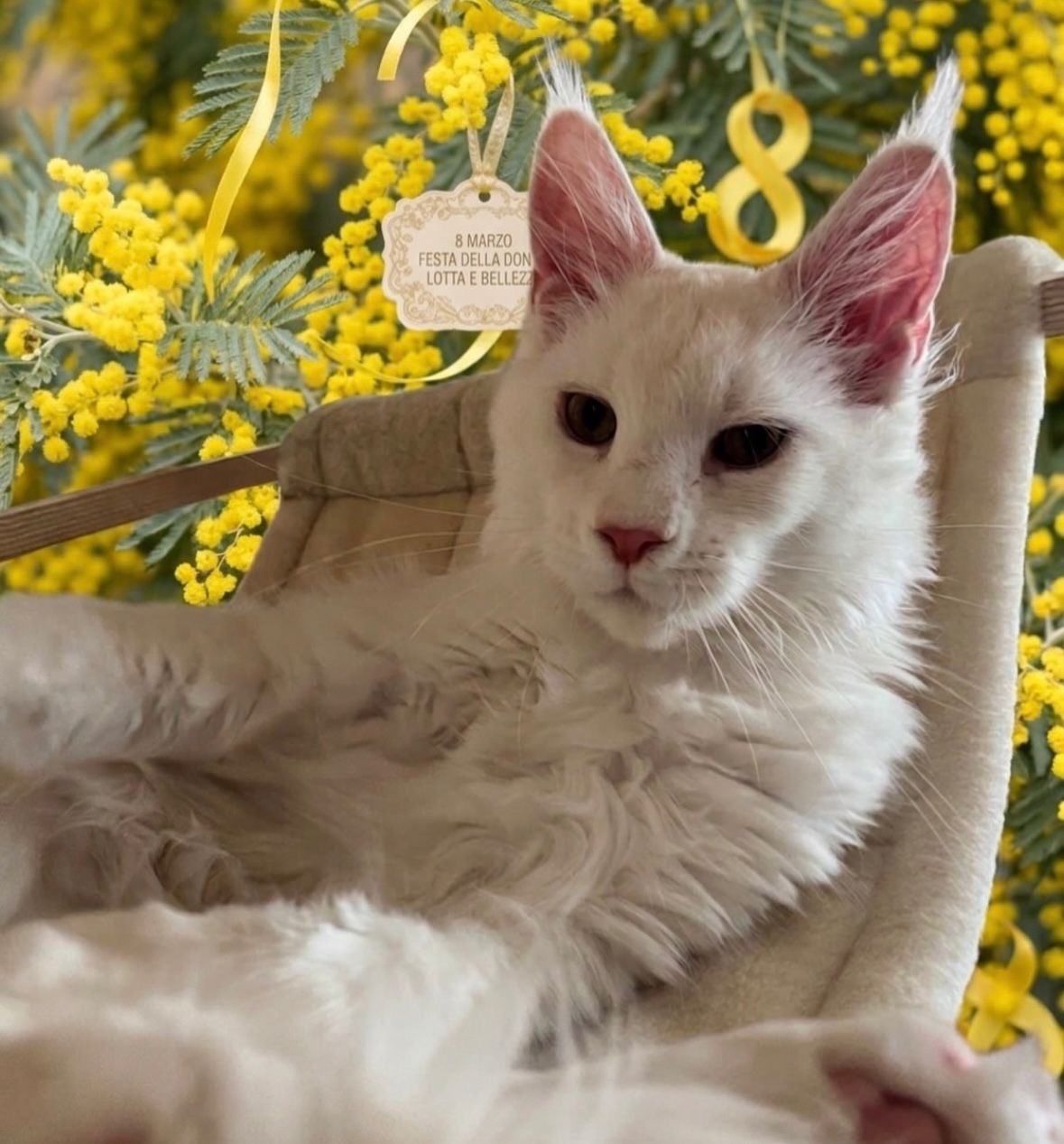 333 Maxi (M) Maine Coons male kitten