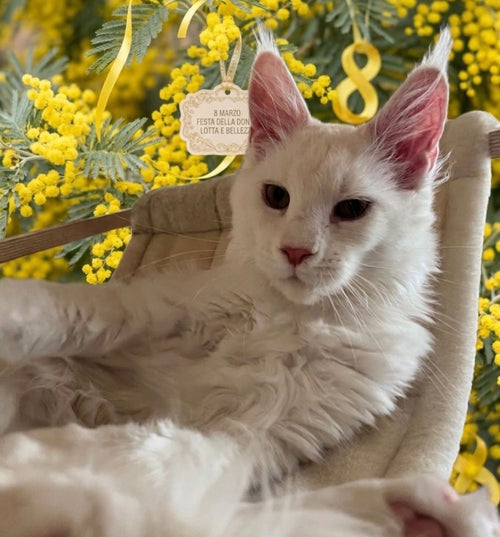 333 Maxi (M) Maine Coons male kitten