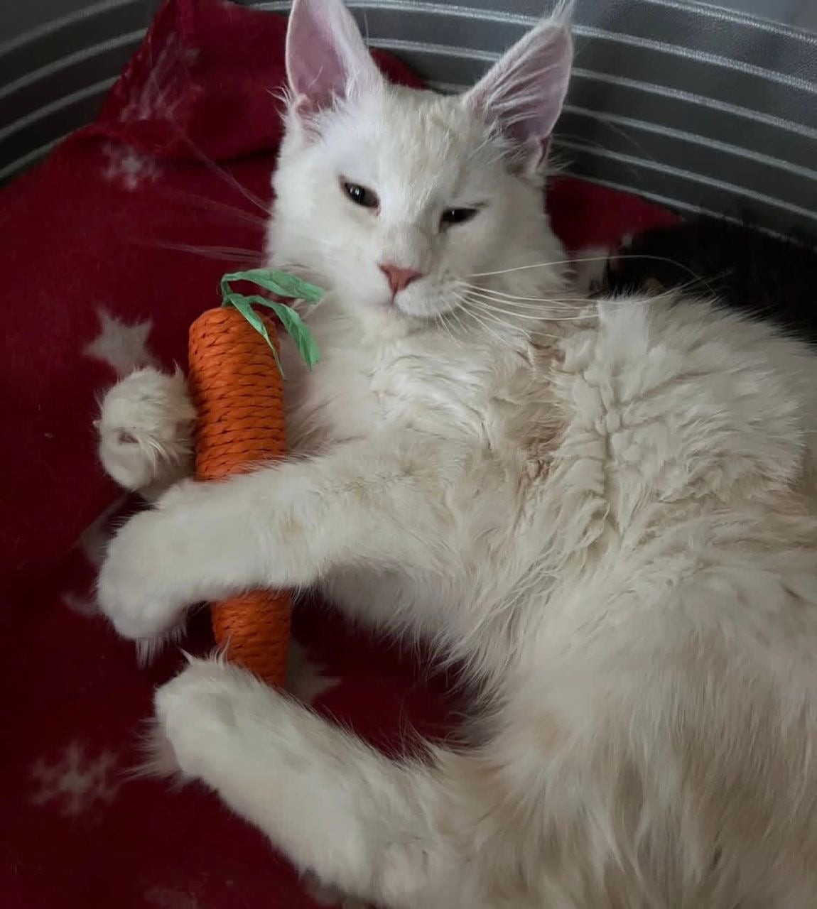 333 Maxi (M) Maine Coons male kitten