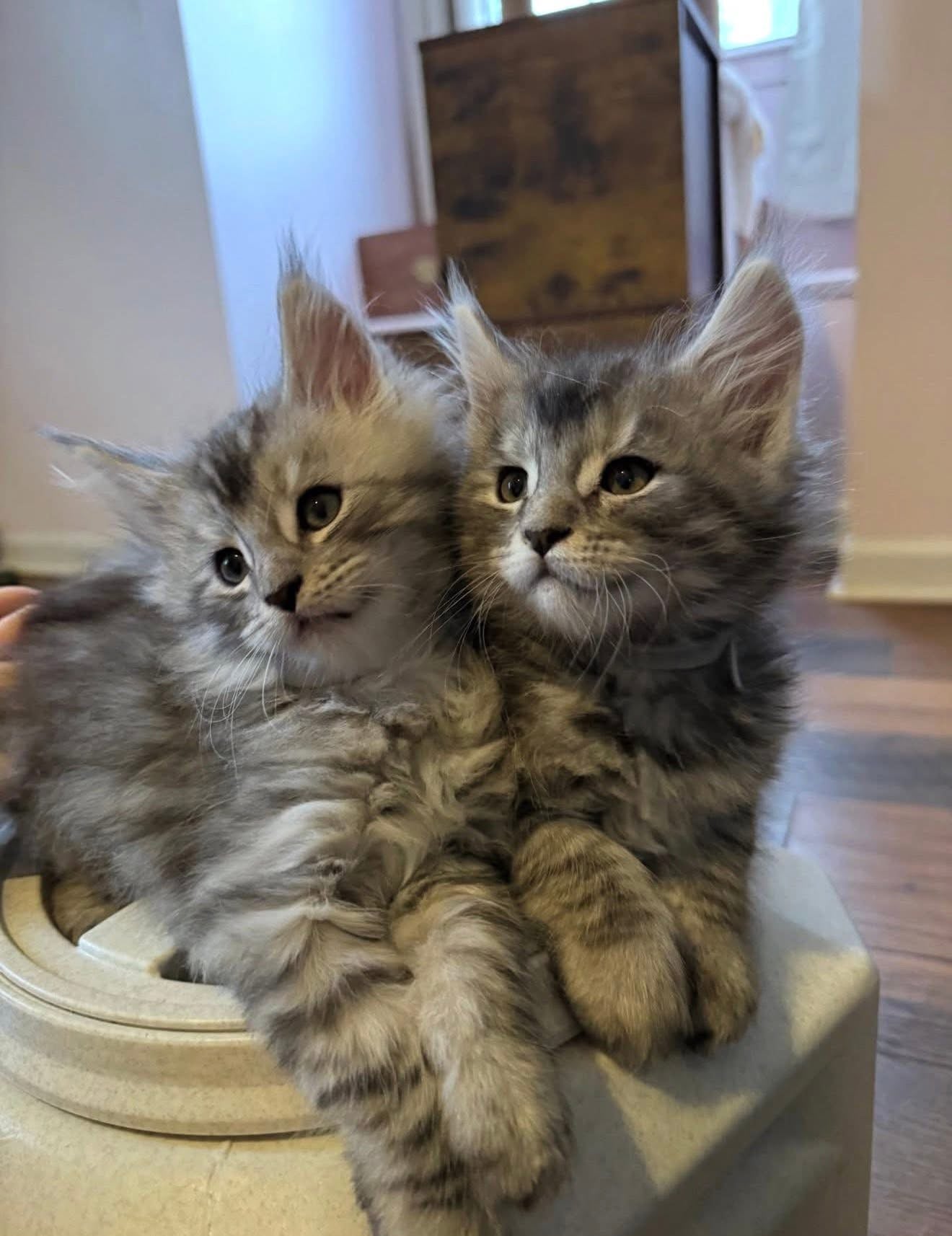 538 Jake (J) LaPerm male kitten