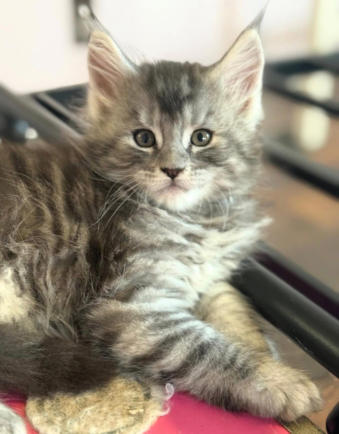 538 Jake (J) LaPerm male kitten