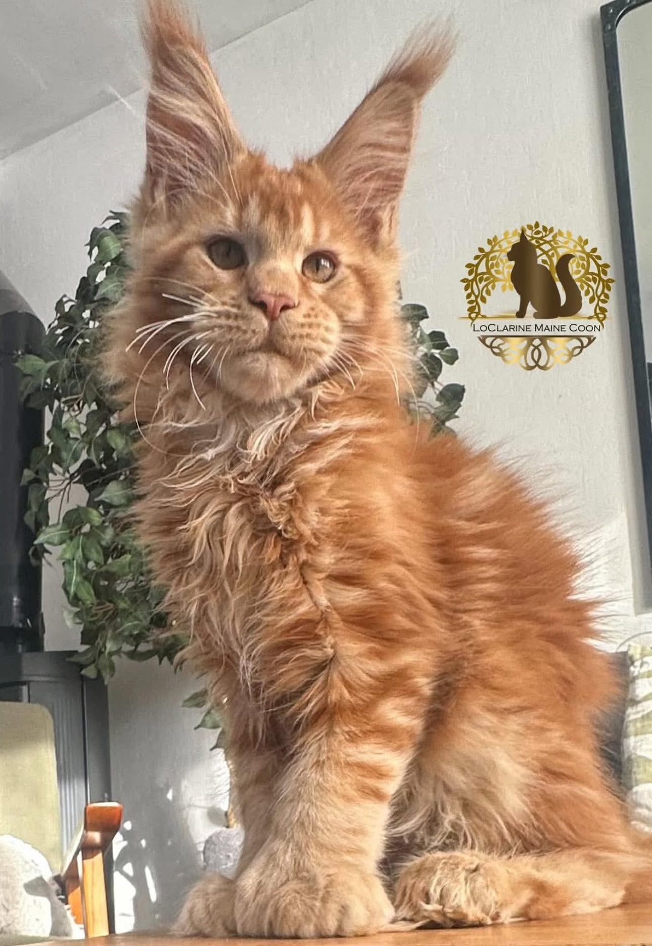 733 Odin (O) Maine coons male kittens
