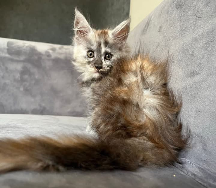 471 Lydia (L) Ragdoll female kitten
